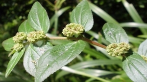 patikan kebo, tanaman gulma