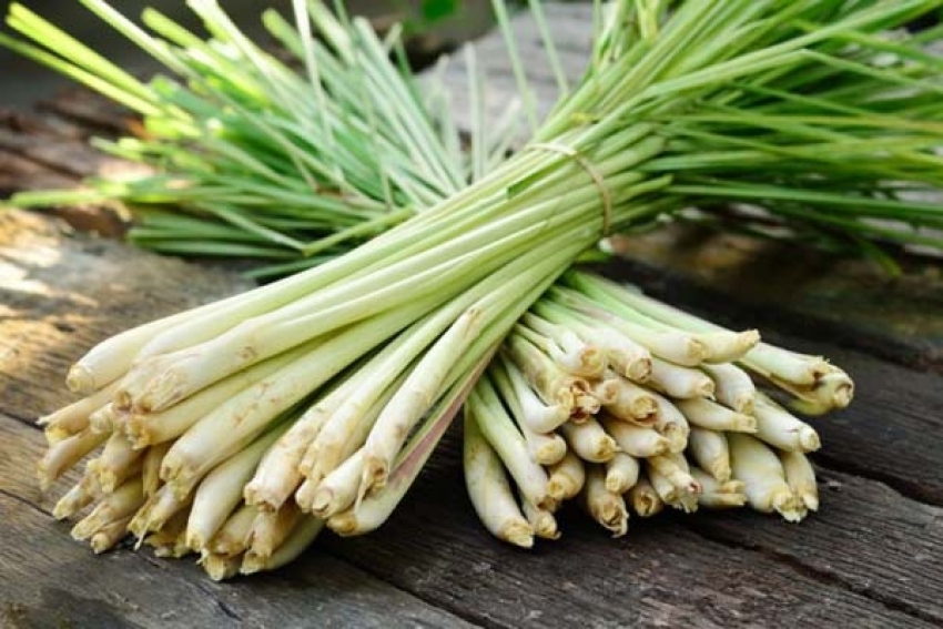 Serai wangi (Cymbopogon citratus). (Foto: zliving.com)